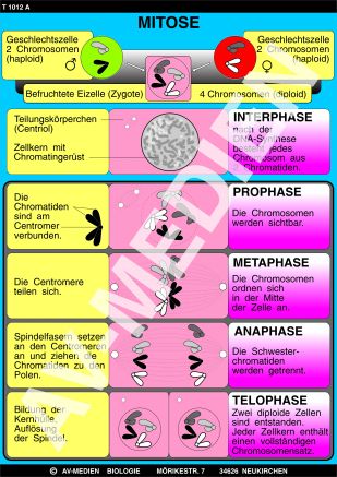 Mitose - Meiose