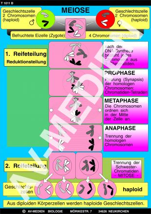 Mitose - Meiose