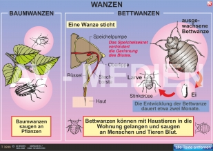 Wanzen - Milben - Zecken