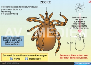 Wanzen - Milben - Zecken