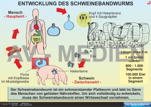 Schweinebandwurm und Spulwurm