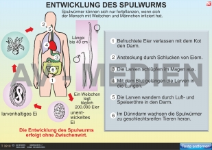 Schweinebandwurm und Spulwurm