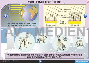 Winteraktive Tiere