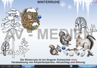 Winterruhe