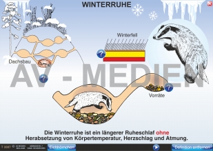 Winterruhe