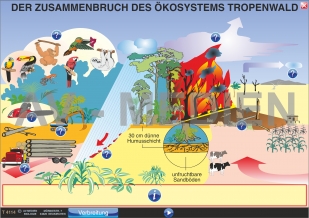 Der Zusammenbruch des Ökosystems Tropenwald