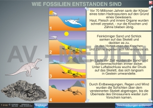 Wie Fossilien entstanden sind