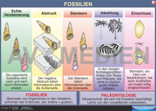 Wie Fossilien entstanden sind