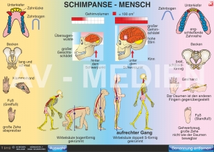 Vergleich Schimpanse - Mensch