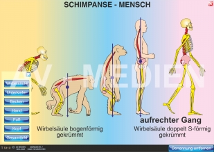 Vergleich Schimpanse - Mensch