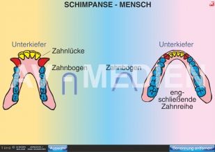 Vergleich Schimpanse - Mensch