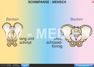 Vergleich Schimpanse - Mensch