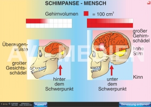 Vergleich Schimpanse - Mensch