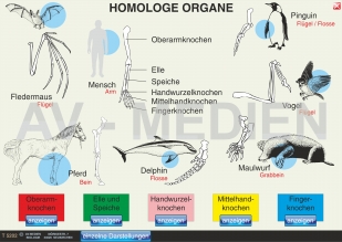 Homologe Organe