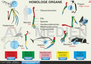 Homologe Organe