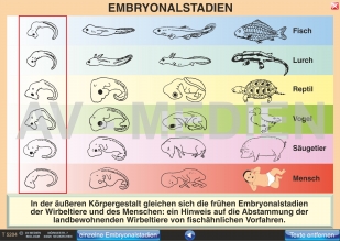 Embryonalstadien