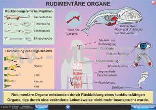 Rudimentäre Organe