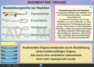 Rudimentäre Organe