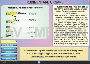 Rudimentäre Organe