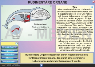 Rudimentäre Organe