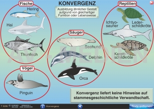 Analogie und Konvergenz