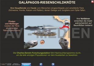 Rassen- und Artbildung