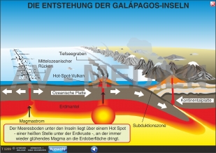 Rassen- und Artbildung