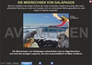 Rassen- und Artbildung
