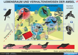 Das Verhalten der Amsel