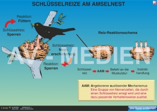 Das Verhalten der Amsel