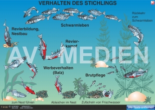 Paarungsverhalten des Stichlings