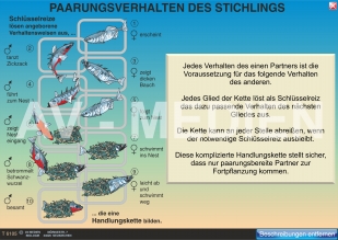 Paarungsverhalten des Stichlings