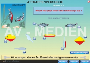 Paarungsverhalten des Stichlings