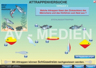 Paarungsverhalten des Stichlings