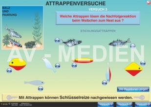 Paarungsverhalten des Stichlings
