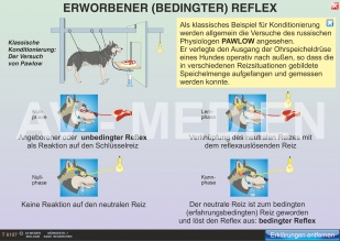 Erworbener (bedingter) Reflex