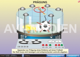 Prägung
