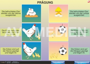 Prägung