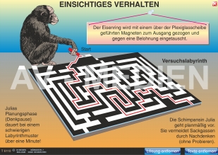 Einsichtiges Verhalten