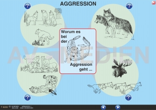 Aggression