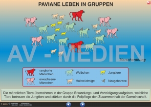 Paviane: Marsch- und Verteidigungsordnung