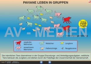 Paviane: Marsch- und Verteidigungsordnung