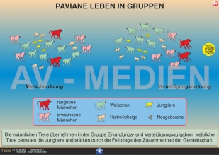 Paviane: Marsch- und Verteidigungsordnung