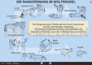 Das Verhalten der Wlfe