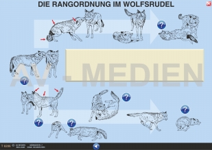 Das Verhalten der Wlfe