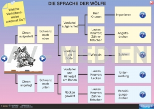 Das Verhalten der Wlfe