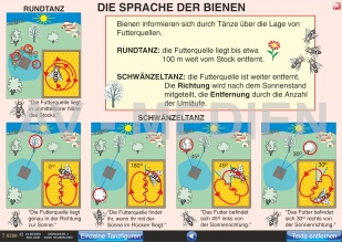 Die Sprache der Bienen