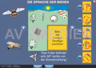 Die Sprache der Bienen