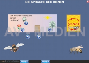 Die Sprache der Bienen