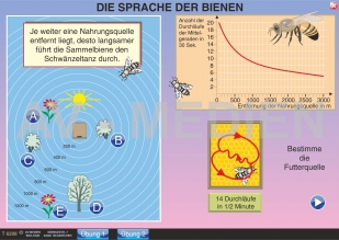 Die Sprache der Bienen